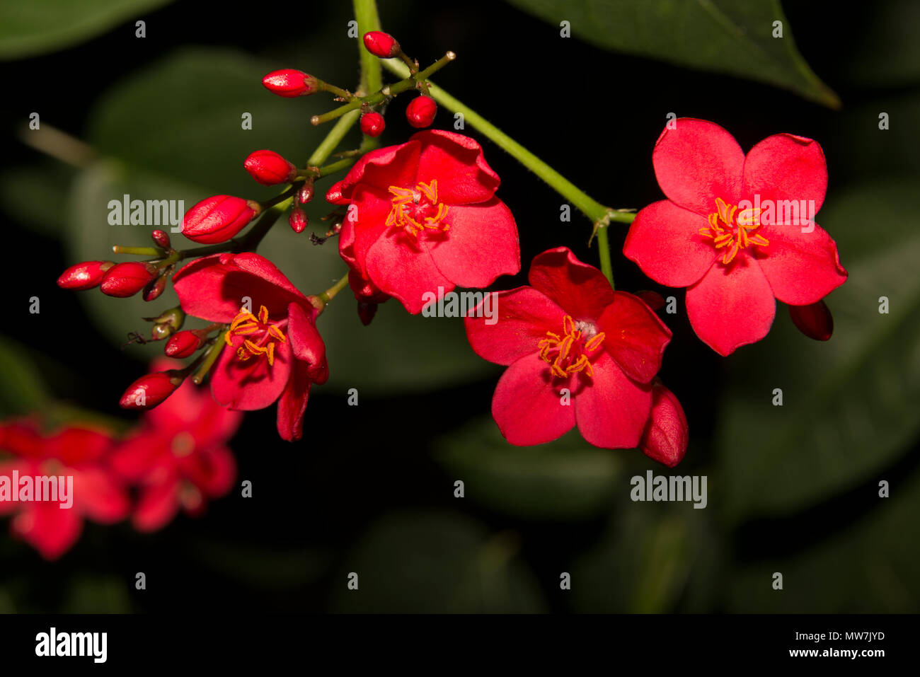 Jatropha Rouge Banque De Photographies Et D images Haute R solution jatropha-rouge-banque-de-photographies-et-d-images-haute-r-solution