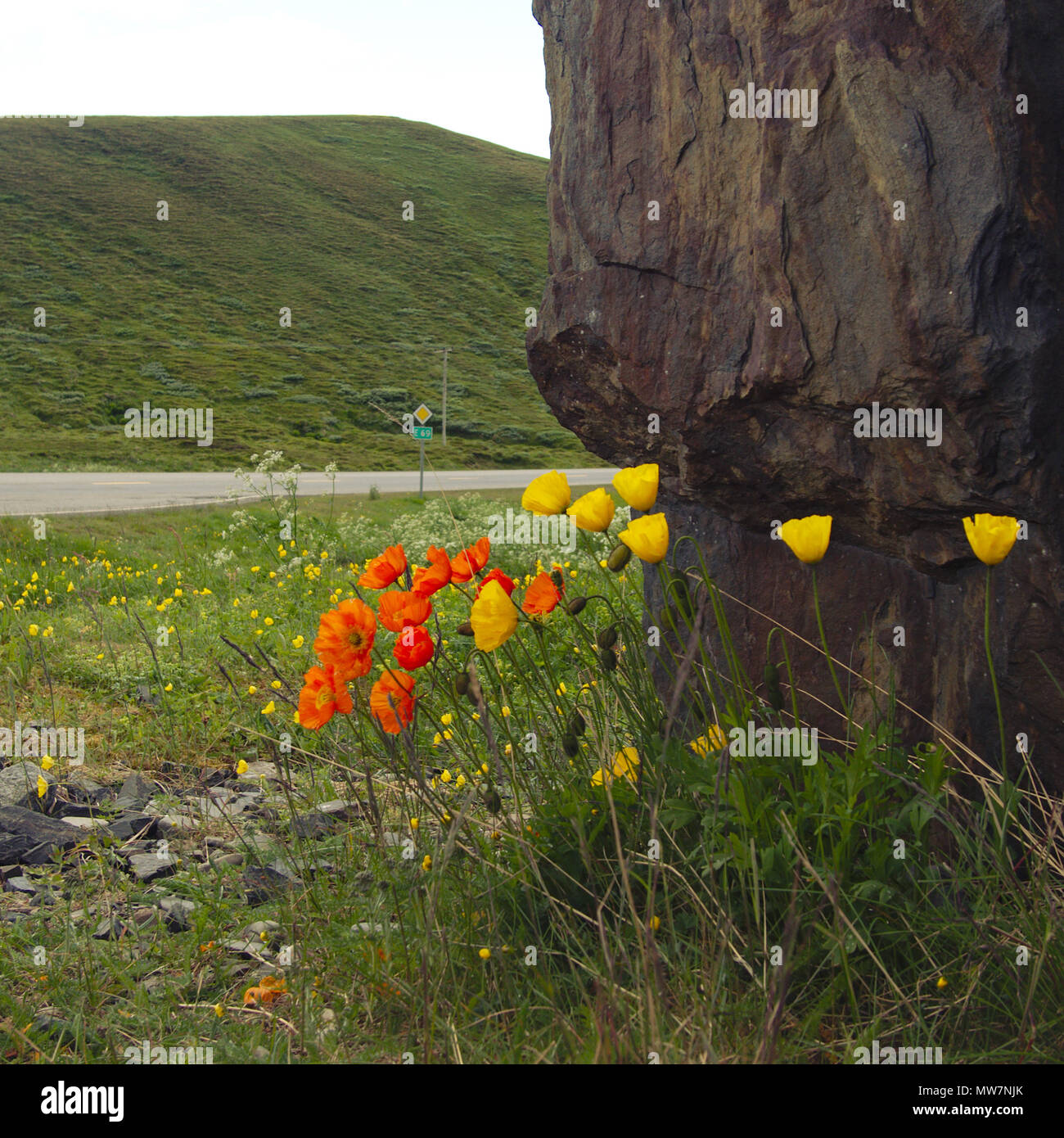 De plus en plus des coquelicots orange et jaune contre un rocher. Banque D'Images