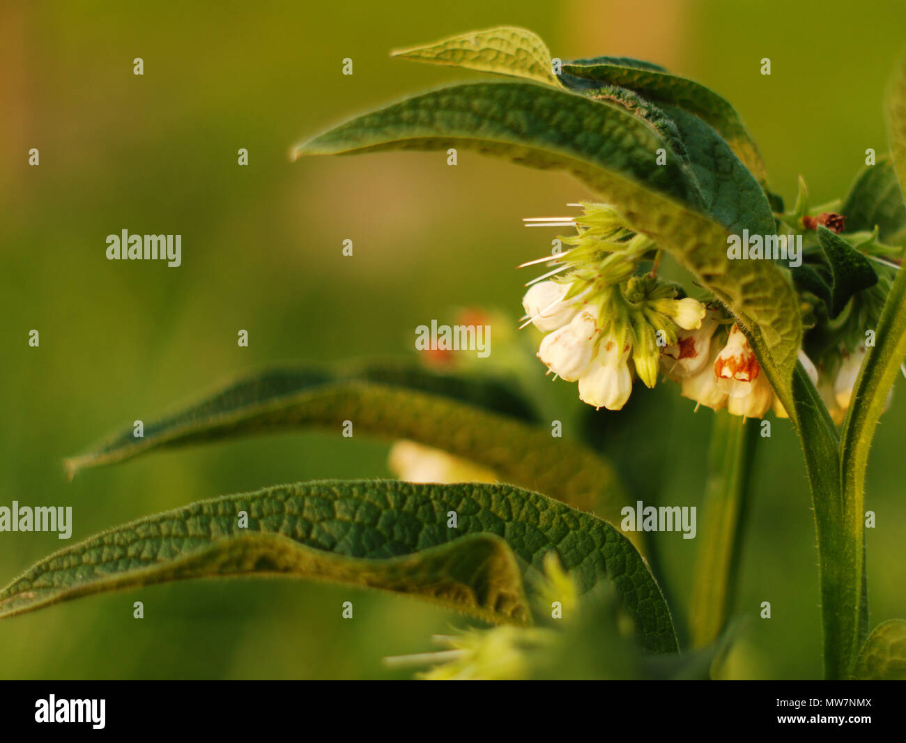 Un gros plan d'une fleur de consoude commun. Banque D'Images