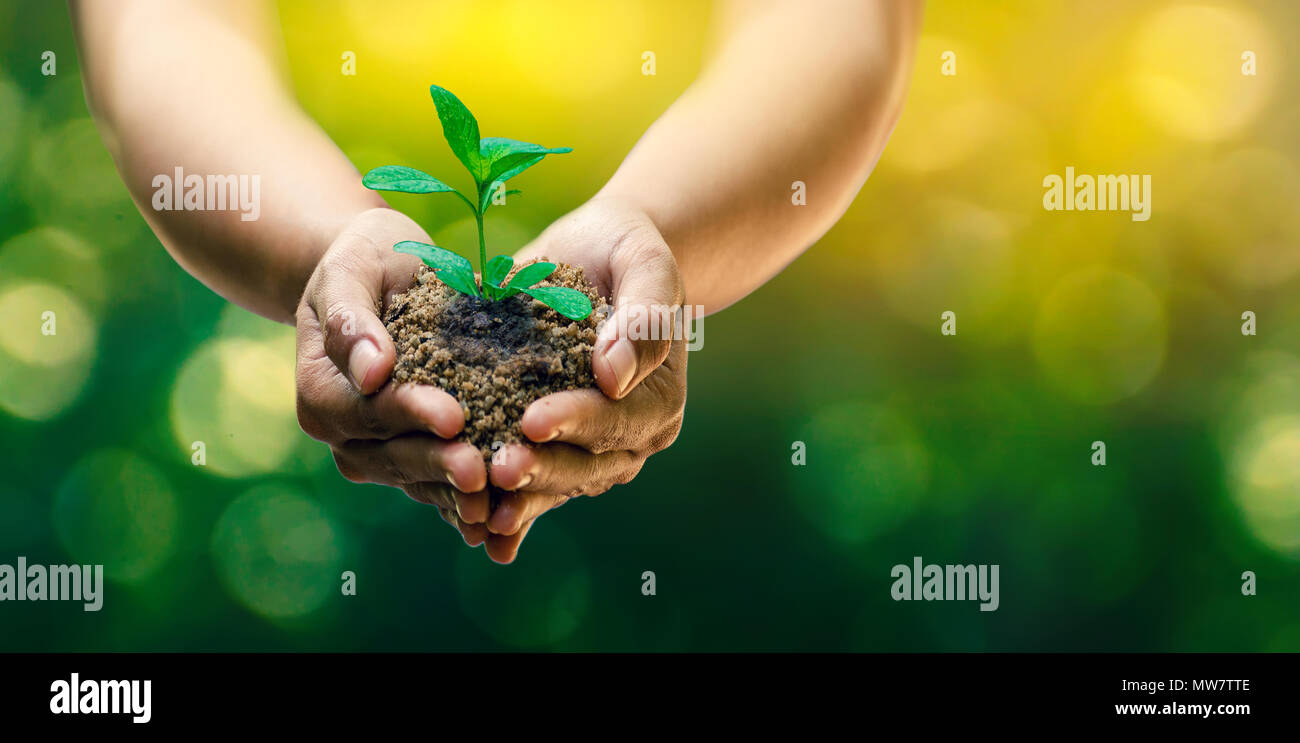 Dans les mains des arbres de semis. Bokeh fond vert femme hand holding arbre sur terrain herbe nature concept de conservation de la forêt Banque D'Images