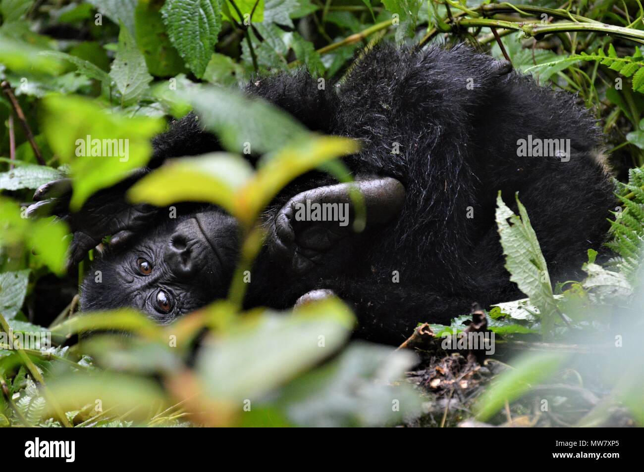 Jeune gorille de montagne jouant dans la forêt impénétrable de Bwindi, en Ouganda Banque D'Images