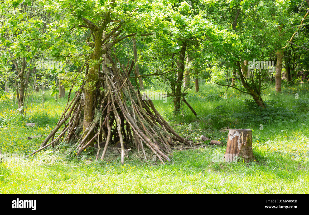 Den immeuble forestiers indeciduous Banque D'Images