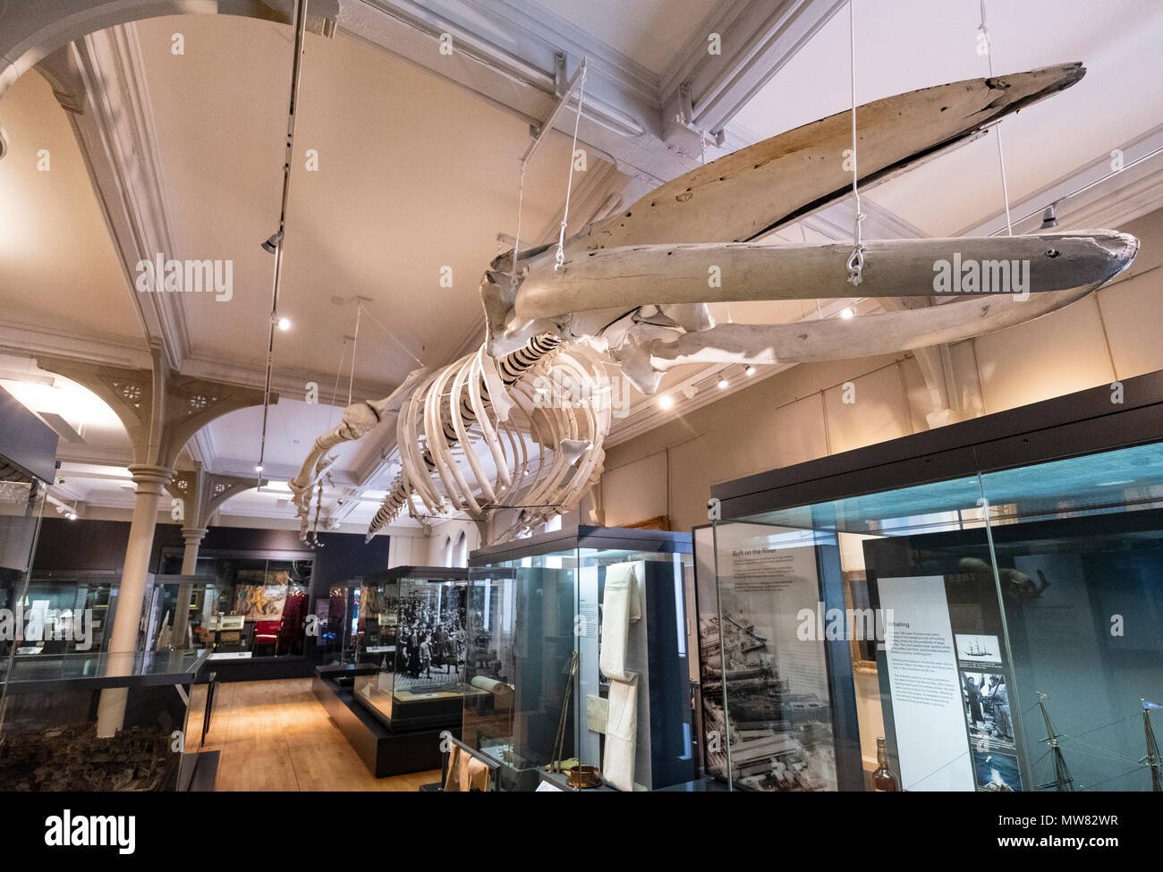 Avis de squelette de la baleine à bosse (Tay )à l'intérieur de la galerie d'art et musée de McManus à Dundee, Écosse, Royaume-Uni, Tayside Banque D'Images