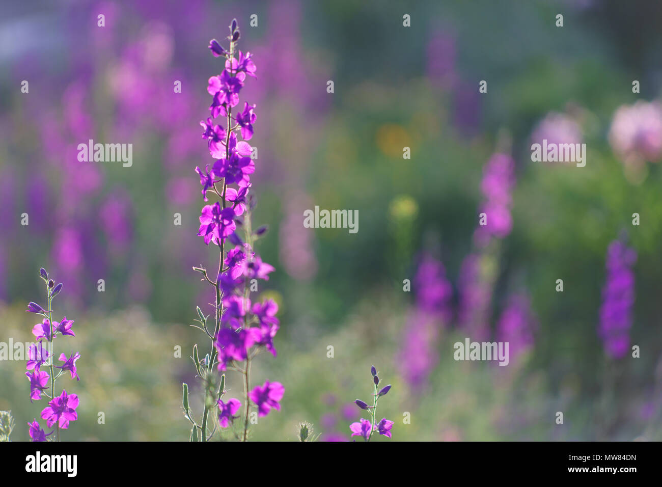 Des fleurs violettes Banque D'Images