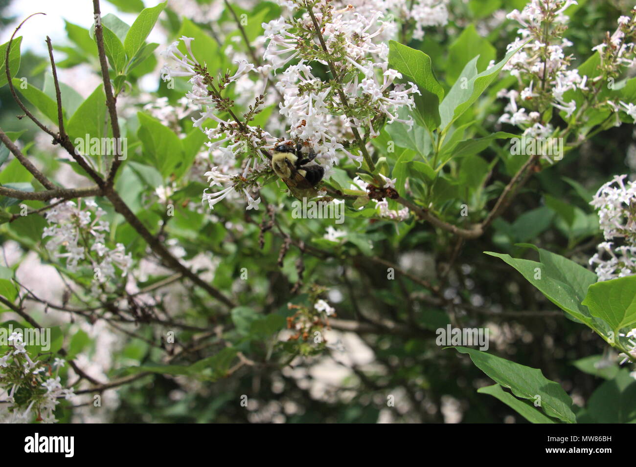 Terres d'abeilles sur les fleurs pour recueillir le pollen. Banque D'Images