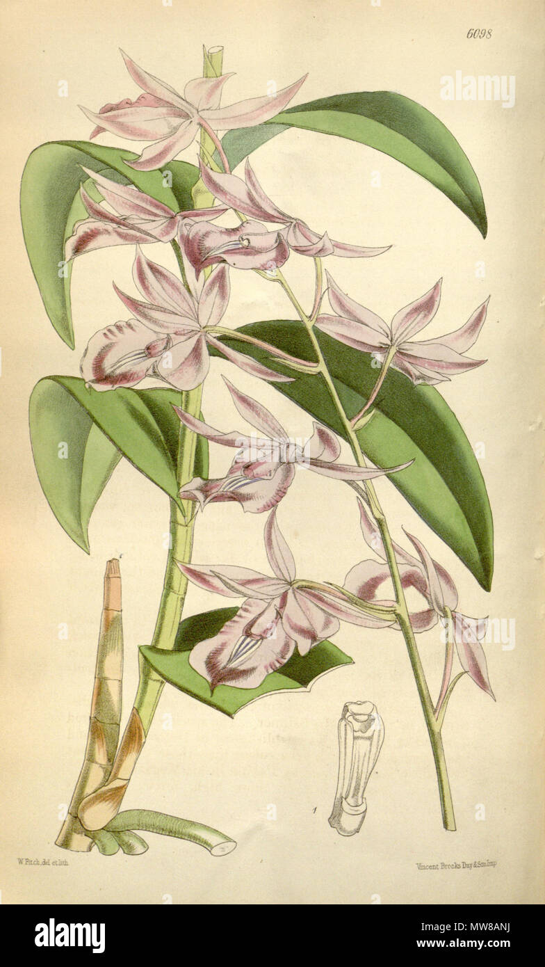 . Illustration de Barkeria lindleyana (syn. Epidendrum lindleyanum ) . 1874. Walter Hood Fitch (1817-1892) del. et lith. Description par Joseph Dalton Hooker (1817-1911) 72 Barkeria lindleyana (comme Epidendrum lindleyanum ) - Curtis' 100 (Ser. N° 3 30) pl. 6098 (1874) Banque D'Images