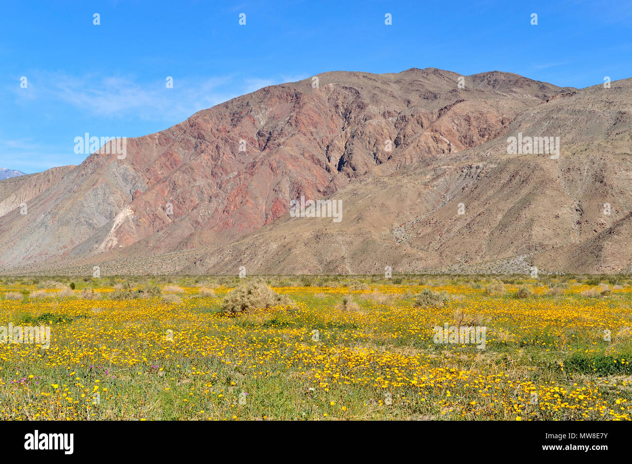 Desert Tournesol, Geraea canescens, Henderson Canyon Road, Coyote Mountain, Anza-Borrego Desert State Park, CA 33947 090301 Banque D'Images