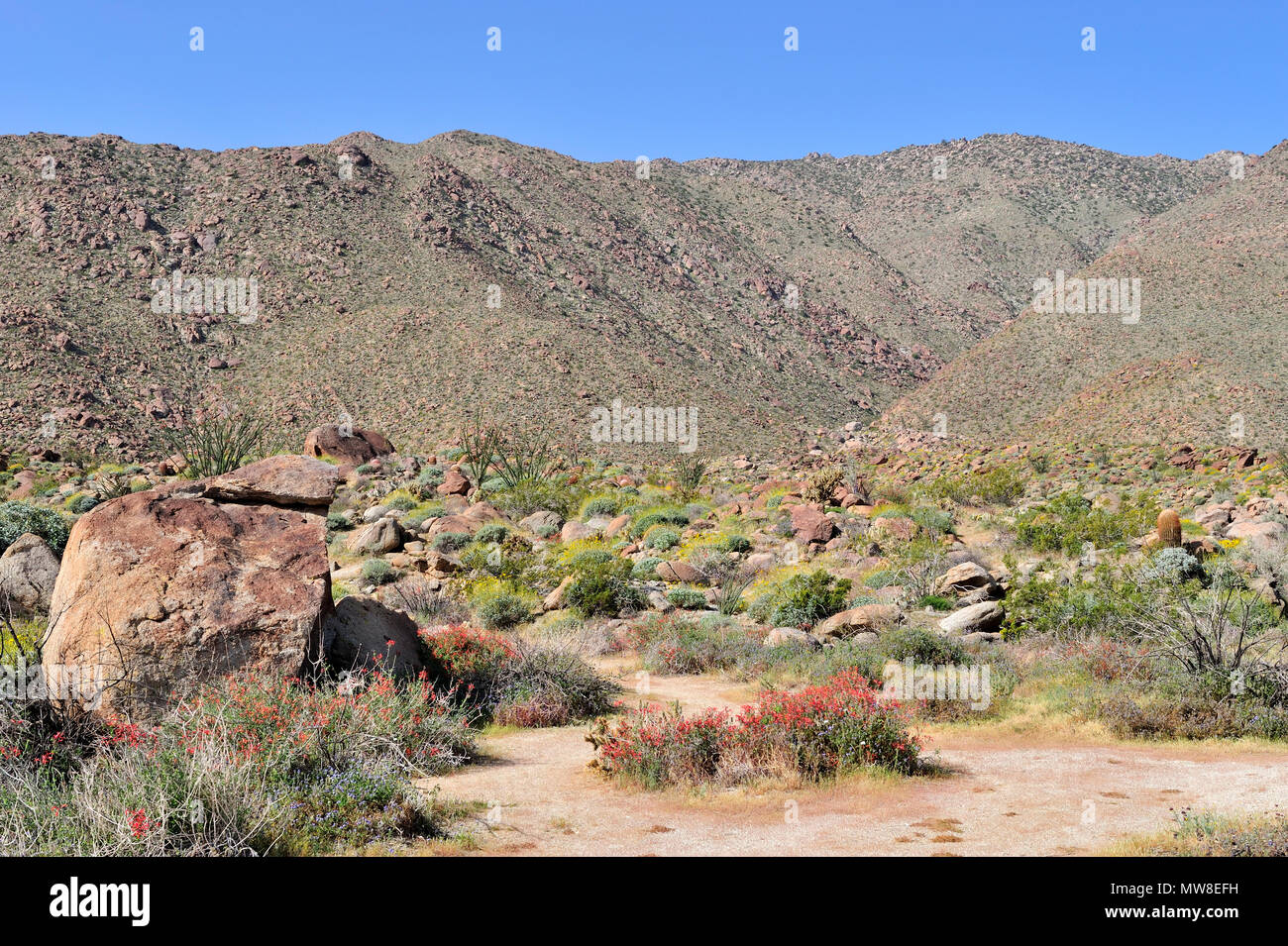 De la roche granitique, le désert de la chicorée, Chuparosa, la glorietta, Canyon, Anza-Borrego Desert State Park, CA 35114 100327 Banque D'Images