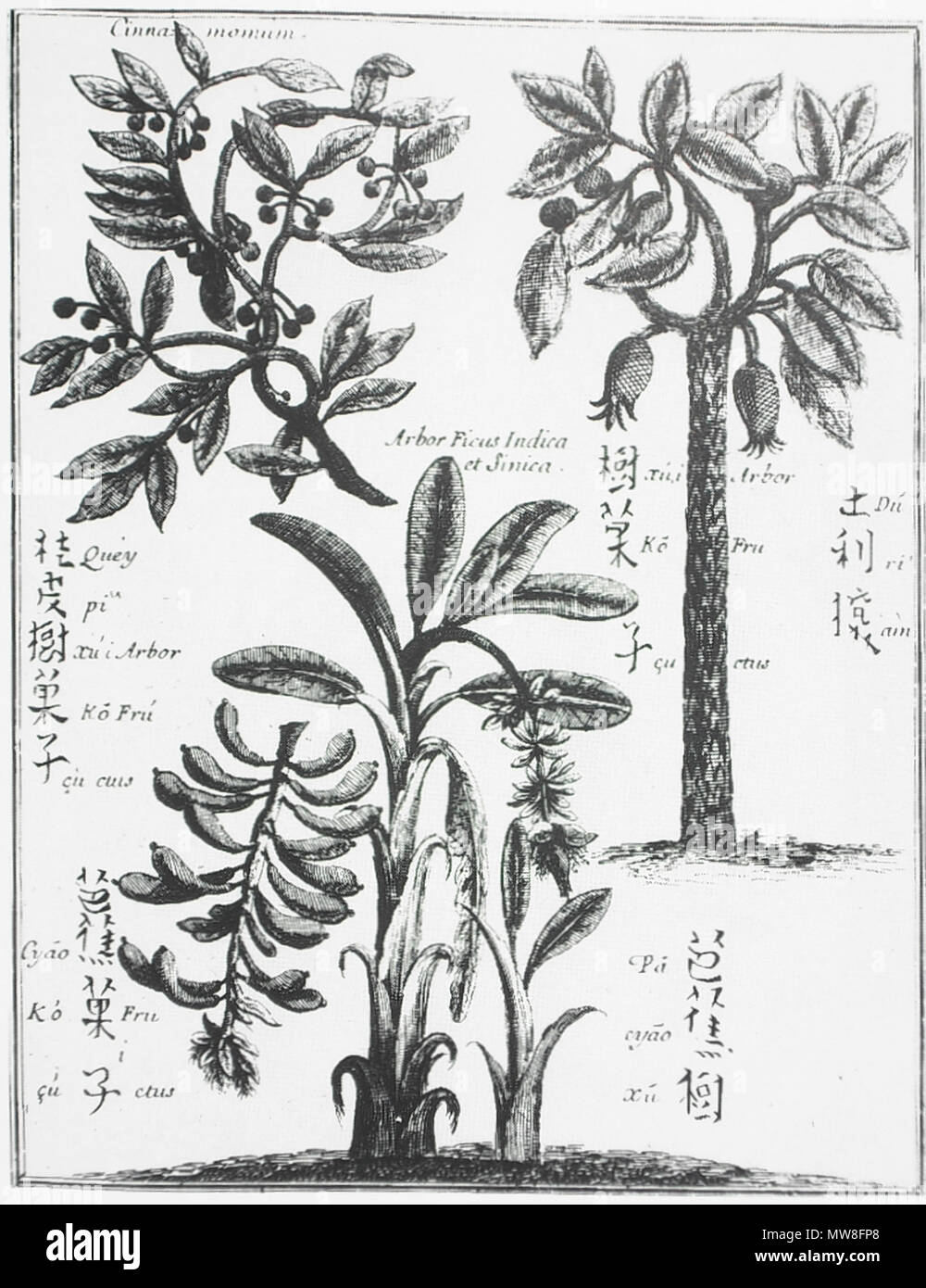 Anglais Dessins D Arbres De Fruits Chinois Micahel Boym S Briefve Rapport De La Chine Paris 1654 Representes Sont Le Cinnamonum Cassia Le Durian Et Une Variete De Banane Plantain Ou Arbre Anglais Dessins D Arbres De Fruits Chinois Micahel Boym S Briefve Rapport De La Chine Paris 1654 Representes Sont Le Cinnamonum Cassia Le Durian Et Une Variete De Banane Plantain Ou Arbre