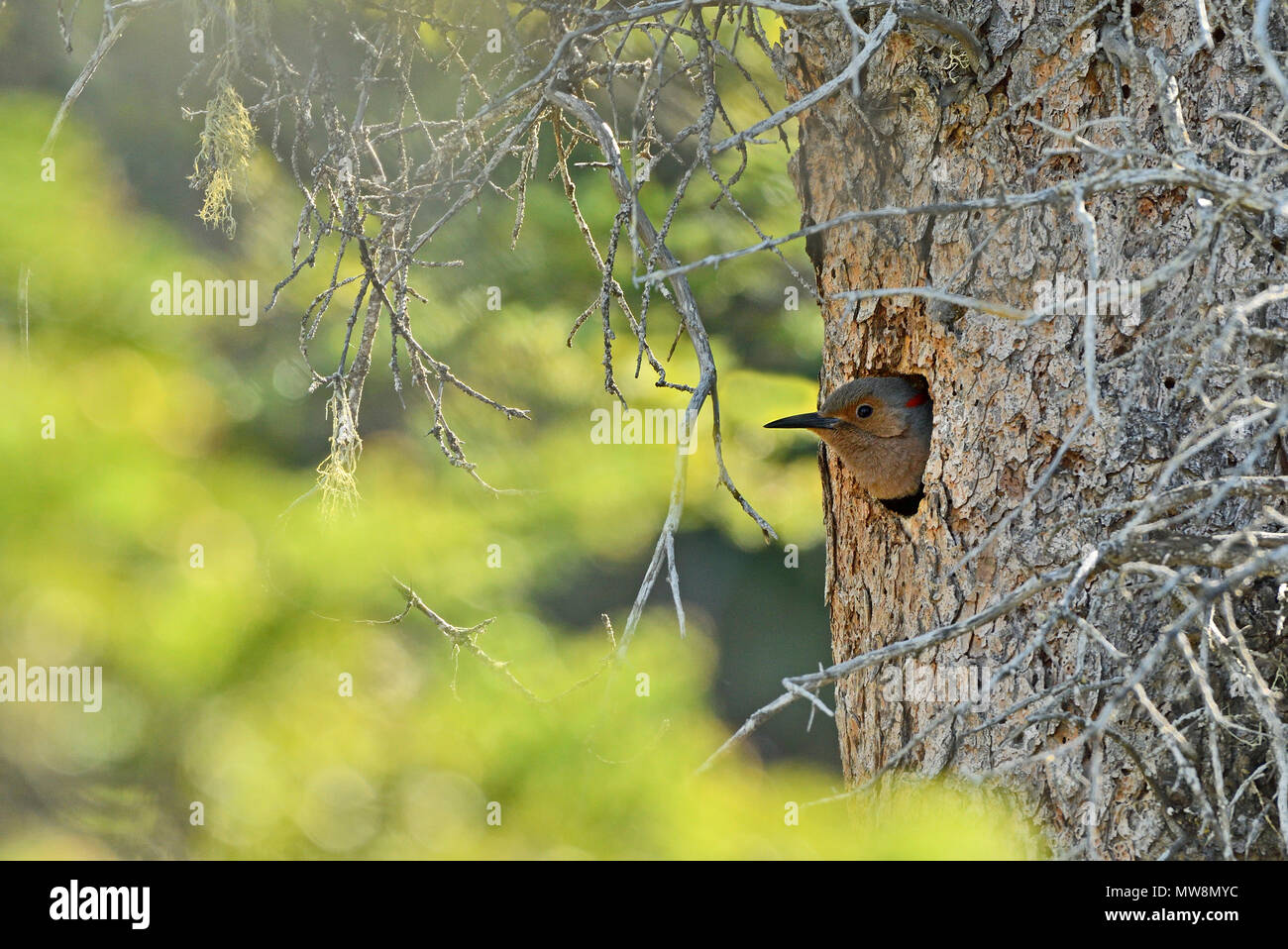 Une femelle pic flamboyant dans son nid dans une souche d'arbre en décomposition qu'elle a creusée d'avoir ses jeunes Banque D'Images