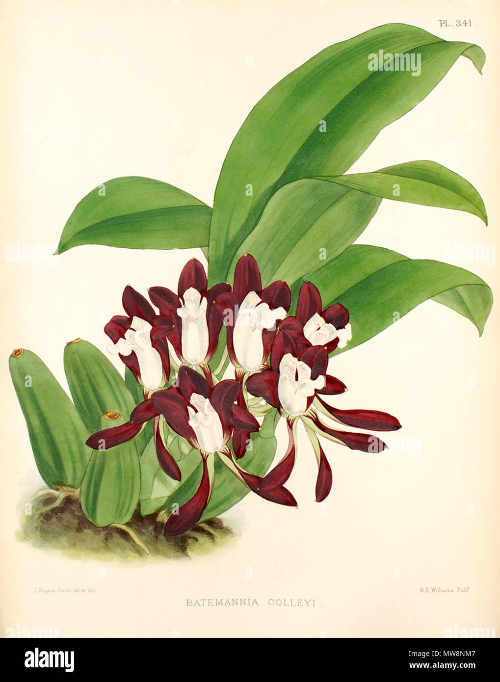 . Illustration de l'Batemannia colleyi . 1889. John Nugent Fitch 74 Batemannia colleyi - B. S. Williams -l'Orchid Album, 1889 - PL 341 Banque D'Images