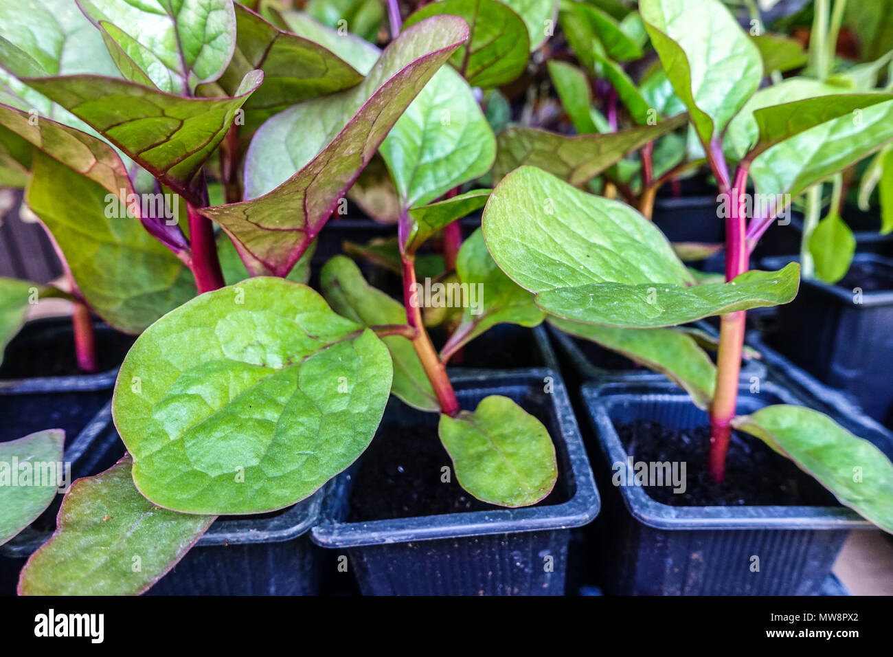 Plantules de légumes, Basella rubra, Malabar Spinach, épinards de vigne, épinards de vigne rouge, épinards grimpants, épinards rampants Banque D'Images