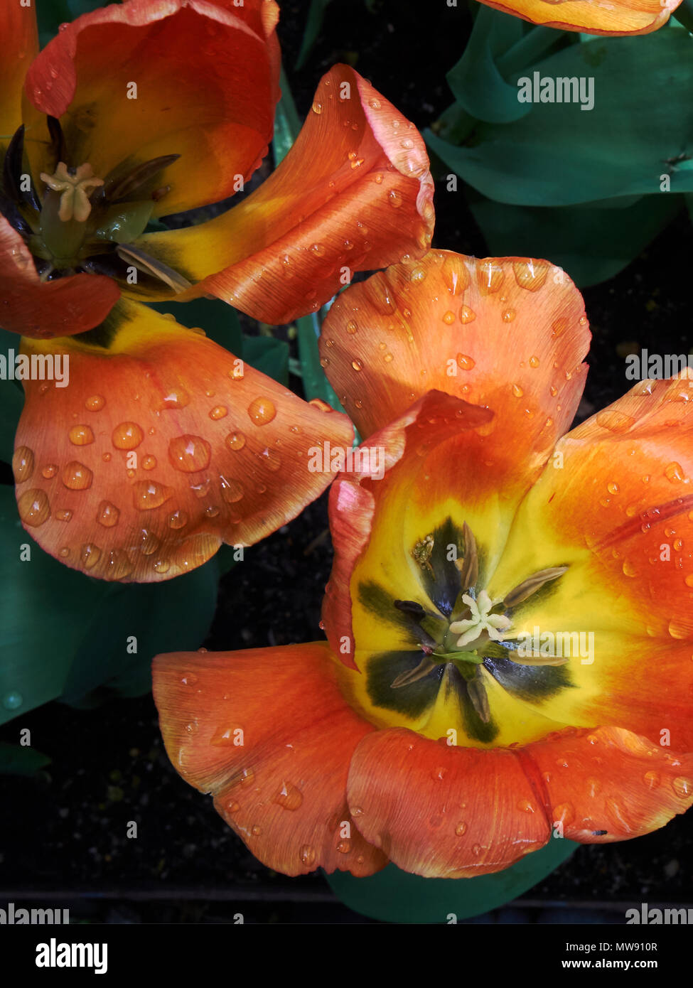 En regardant les tulipes orange après une pluie Banque D'Images