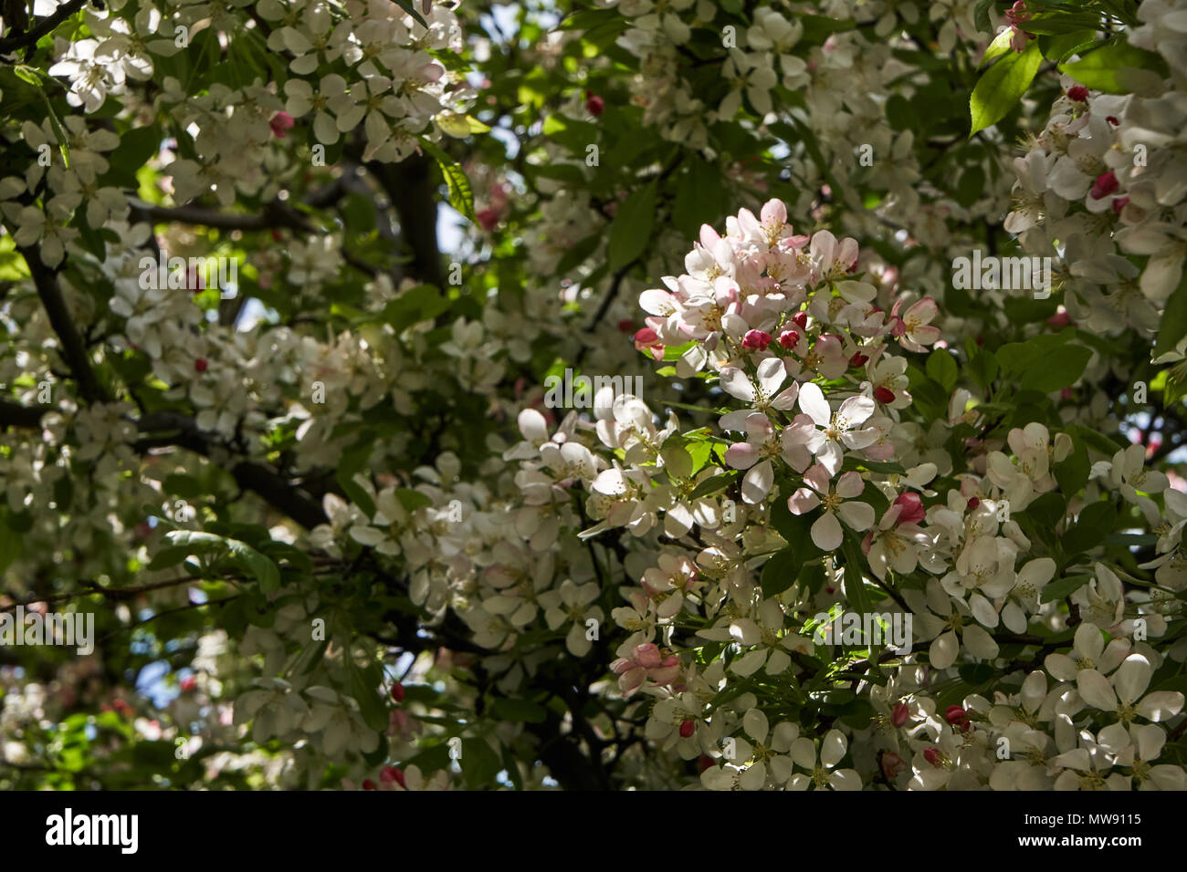 à La Recherche Dun Arbre En Fleurs Avec De Petites Fleurs