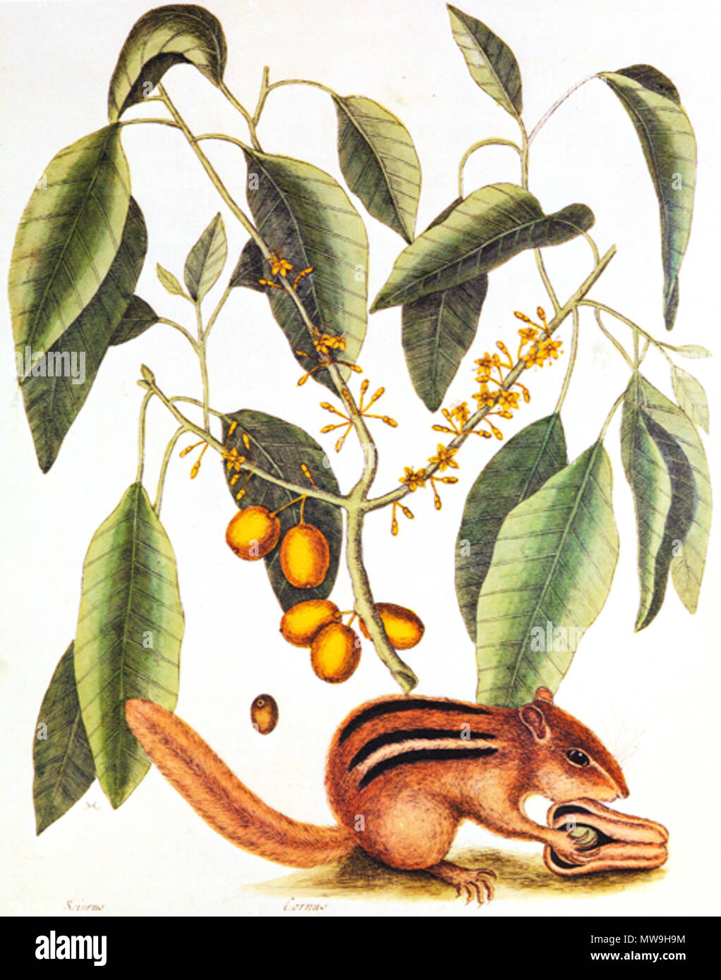 . Tamias striatus . L'histoire naturelle de New York, la Floride et les Bahamas Objet : écureuil et Cormus 118 Mark Catesby 1731 Histoire naturelle Banque D'Images
