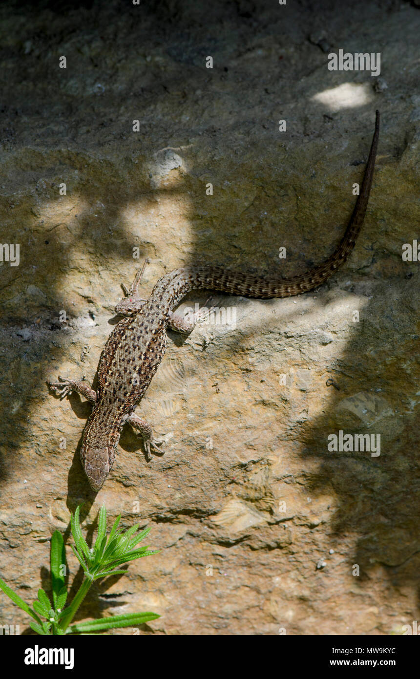 Lézard vivipare, lézard commun ou Zootoca vivipara, Limbourg, Pays-Bas. Banque D'Images