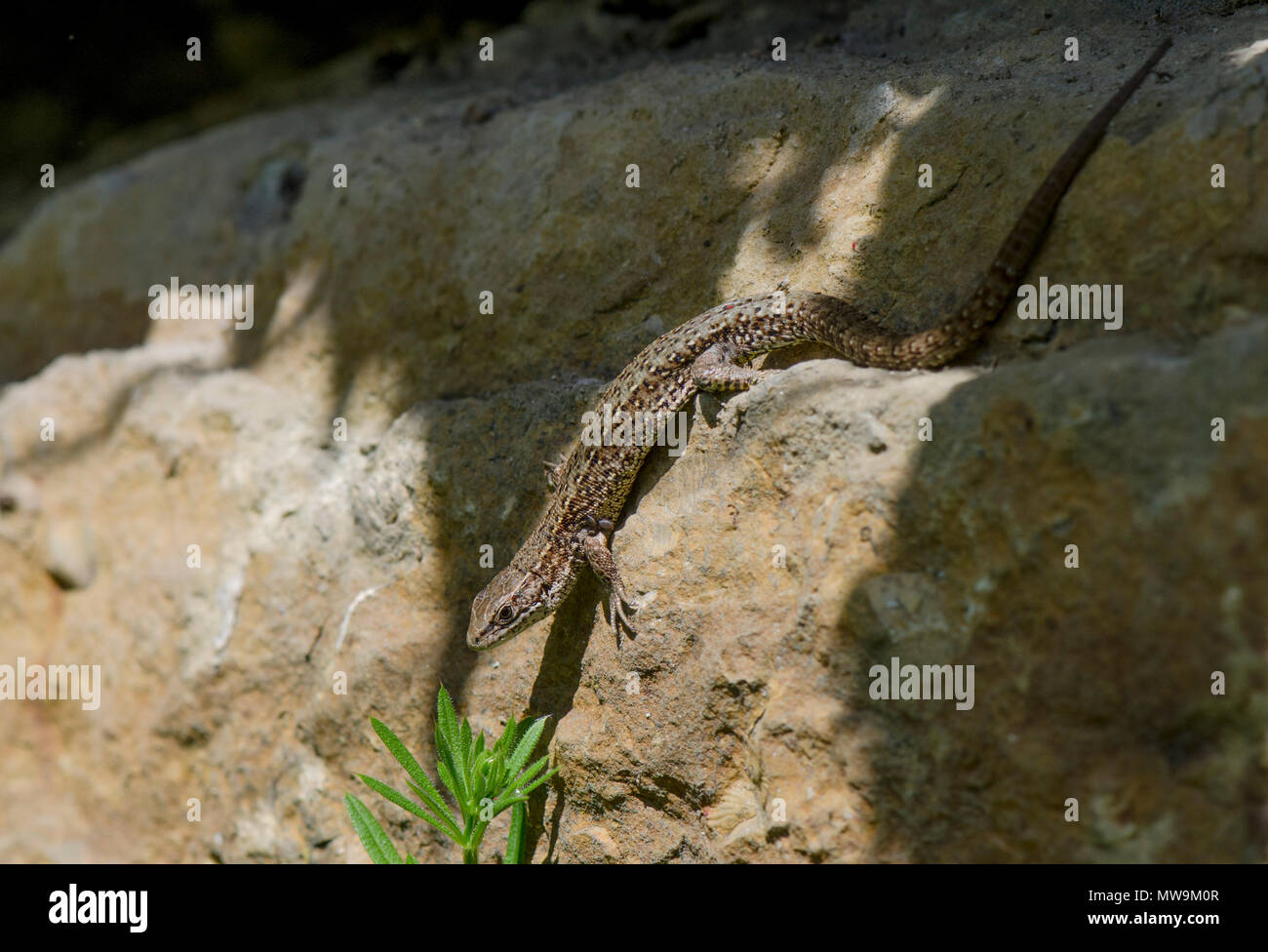 Lézard vivipare, lézard commun ou Zootoca vivipara, Limbourg, Pays-Bas. Banque D'Images
