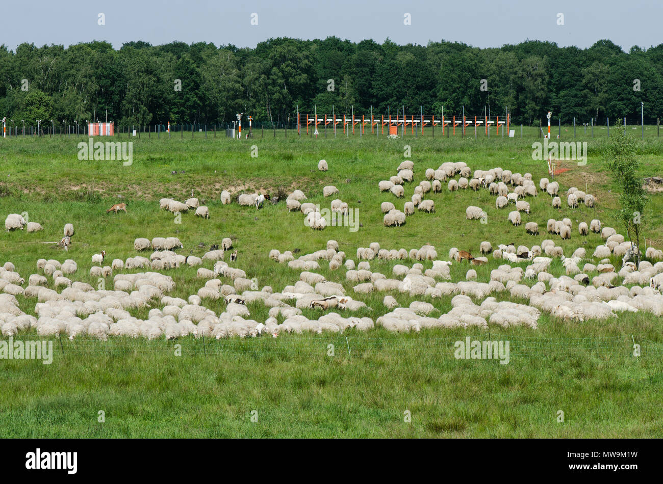 Troupeau de moutons près de l'atterrissage des avions Awacs, Base aérienne de l'OTAN Geilenkirchen, Allemagne. Banque D'Images