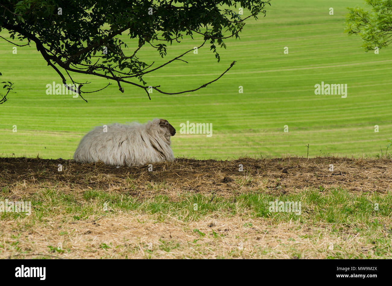 Moutons Mergelland pure race,rare old, Limbourg, Pays-Bas. Banque D'Images