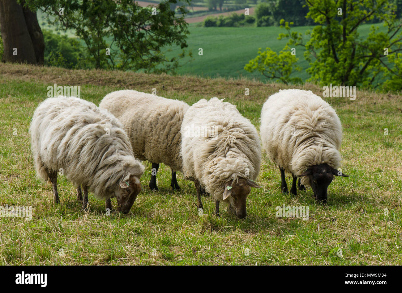 Moutons Mergelland pure race,rare old, Limbourg, Pays-Bas. Banque D'Images