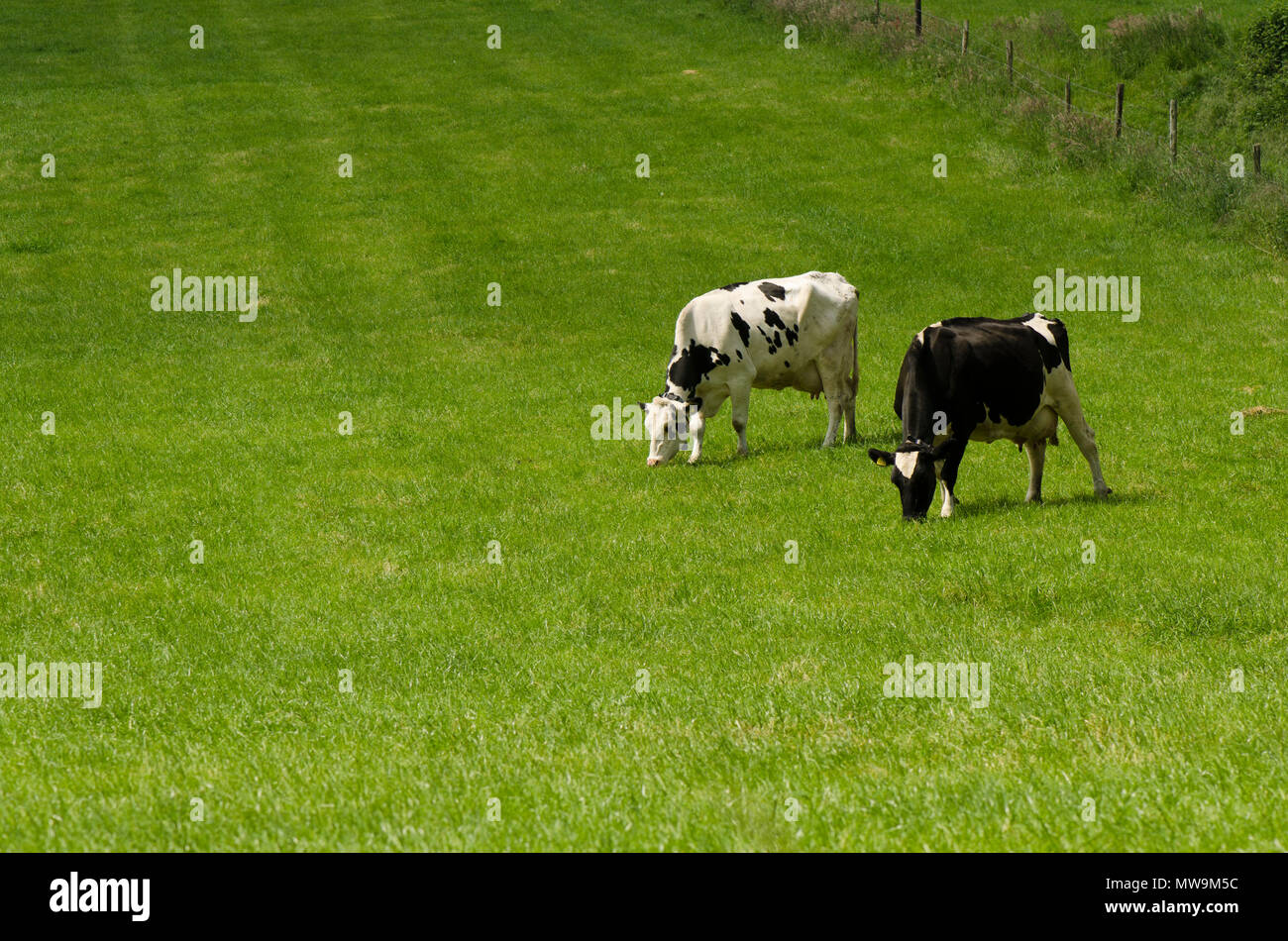 Les bovins laitiers , Cows grazing in grass field, Limbourg, Pays-Bas. Banque D'Images