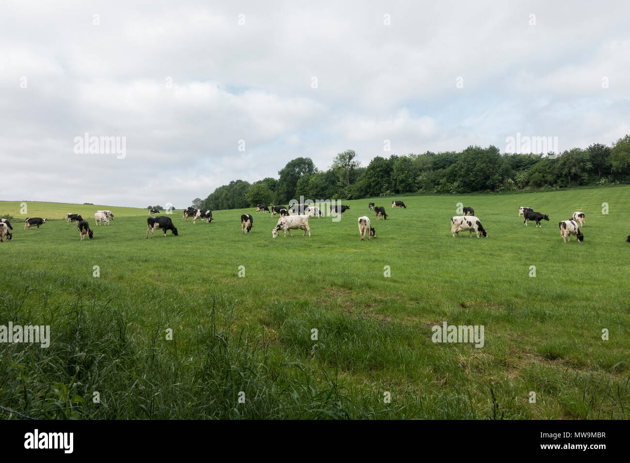 Les bovins laitiers , Cows grazing in grass field, Limbourg, Pays-Bas. Banque D'Images