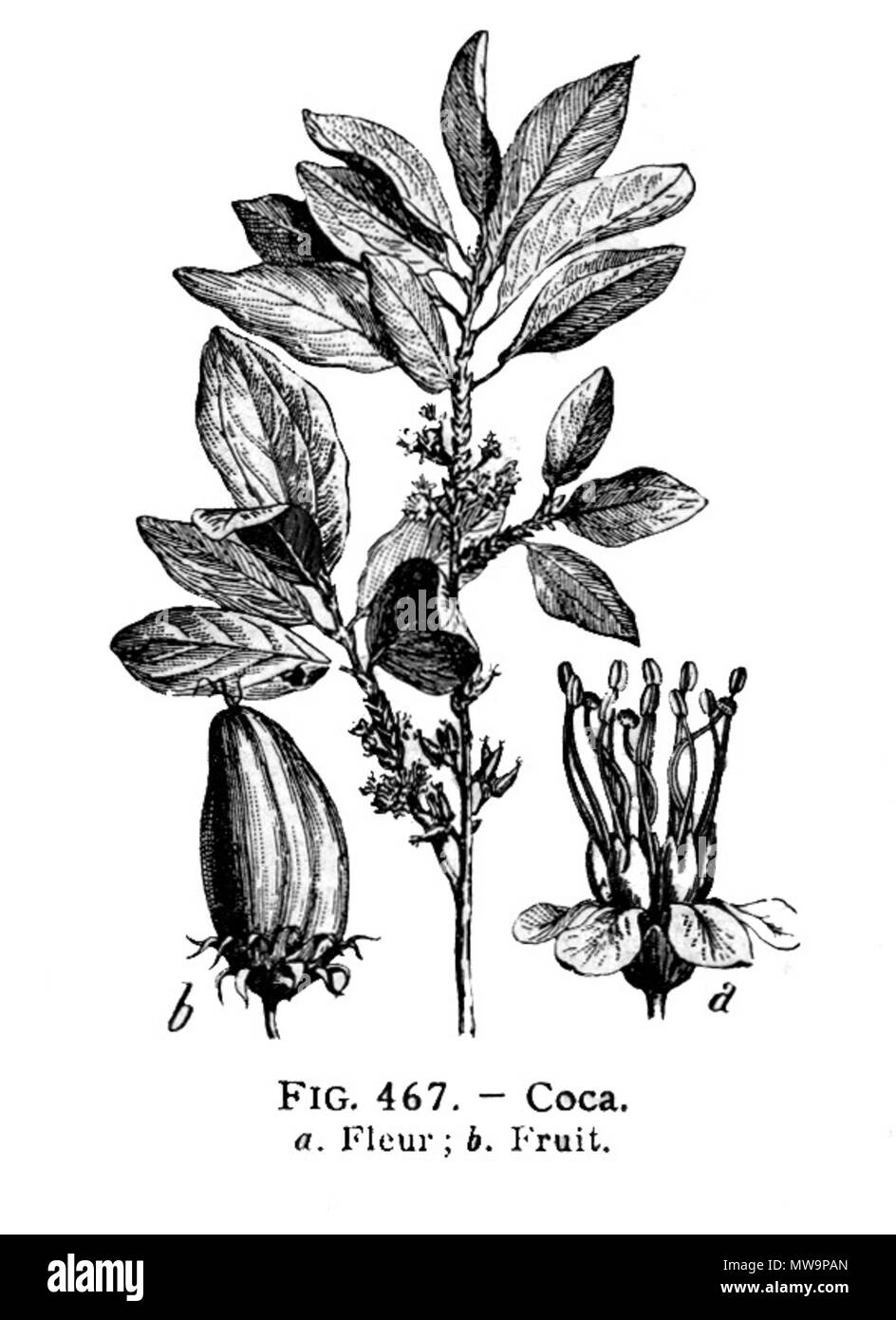 . Português : Erythroxylum coca . 18 octobre 2011. Galtier-Boissière (org.) 135 Coca-LarousseMedical Banque D'Images