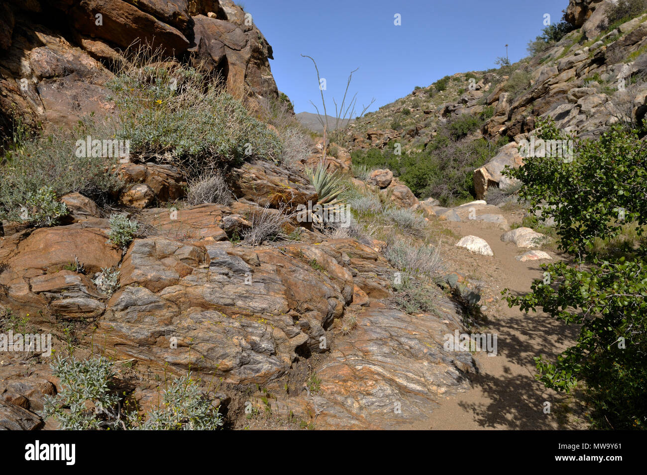 Sentier qui jusqu'Cool Canyon, Anza-Borrego Desert State Park, CA 35201 100327 Banque D'Images
