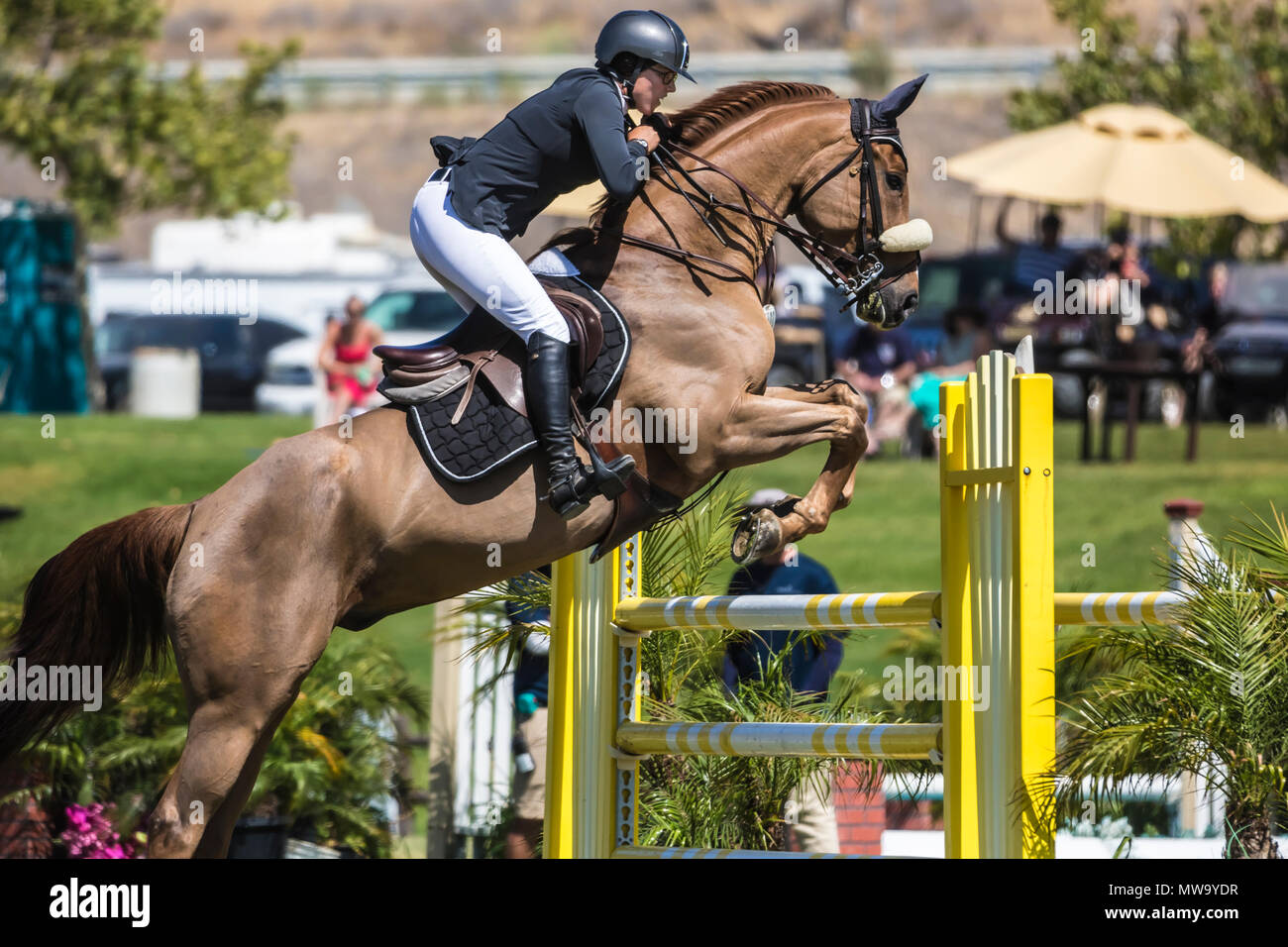 Le cheval et le cavalier au saut d'intimité de l'hôtel del mar horsepark Banque D'Images