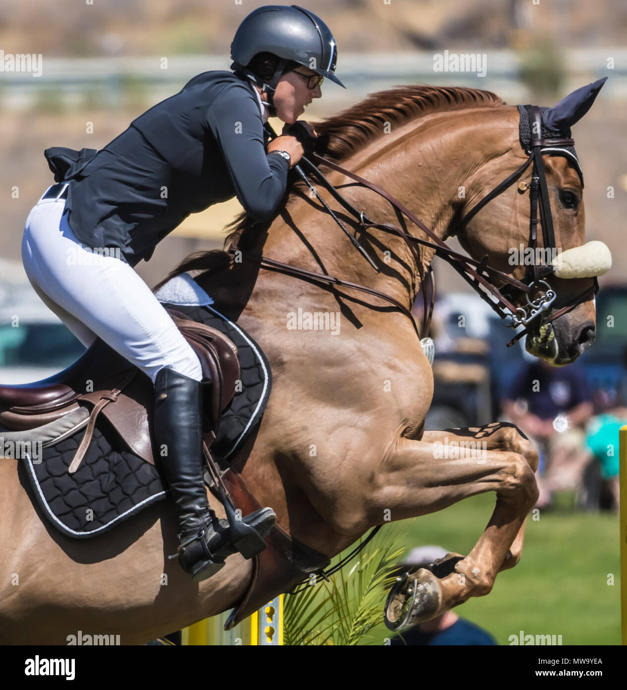 Le cheval et le cavalier au saut d'intimité de l'hôtel del mar horsepark Banque D'Images