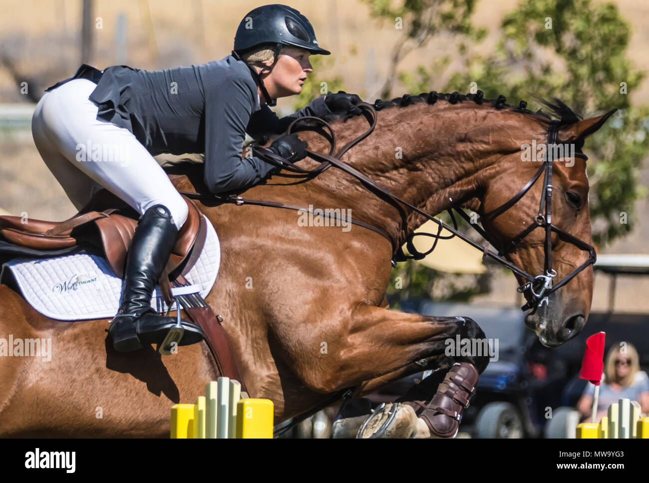 Le cheval et le cavalier au saut d'intimité de l'hôtel del mar horsepark Banque D'Images