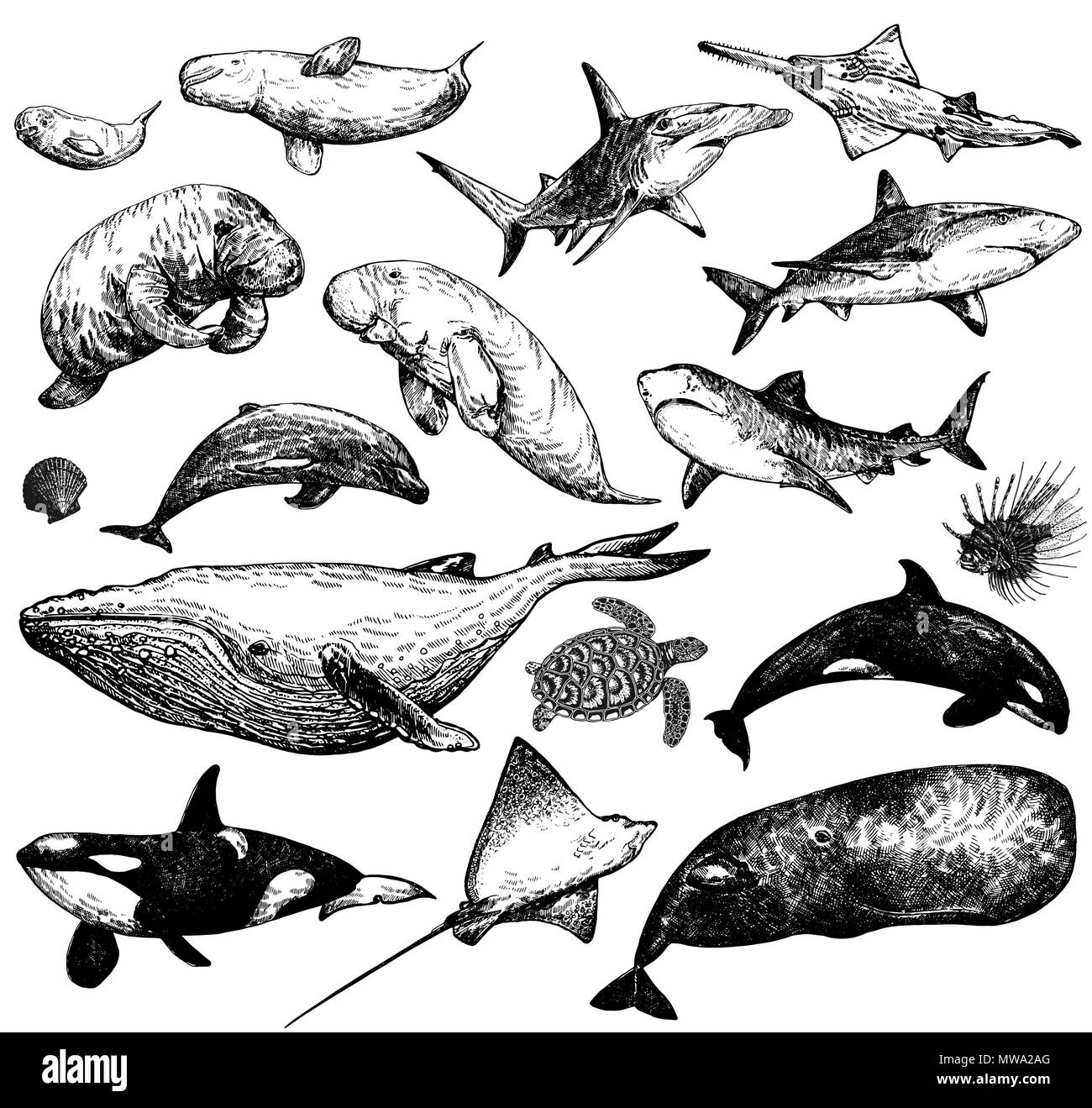 Ensemble de croquis dessinés à la main, d'animaux marins style isolé sur fond blanc. Vector illustration. Illustration de Vecteur