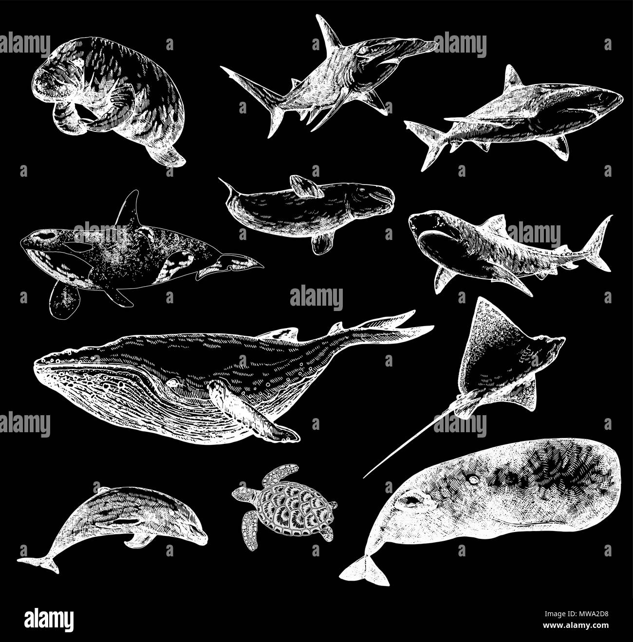 Ensemble de croquis dessinés à la main, d'animaux marins style isolé sur fond noir. Vector illustration. Illustration de Vecteur