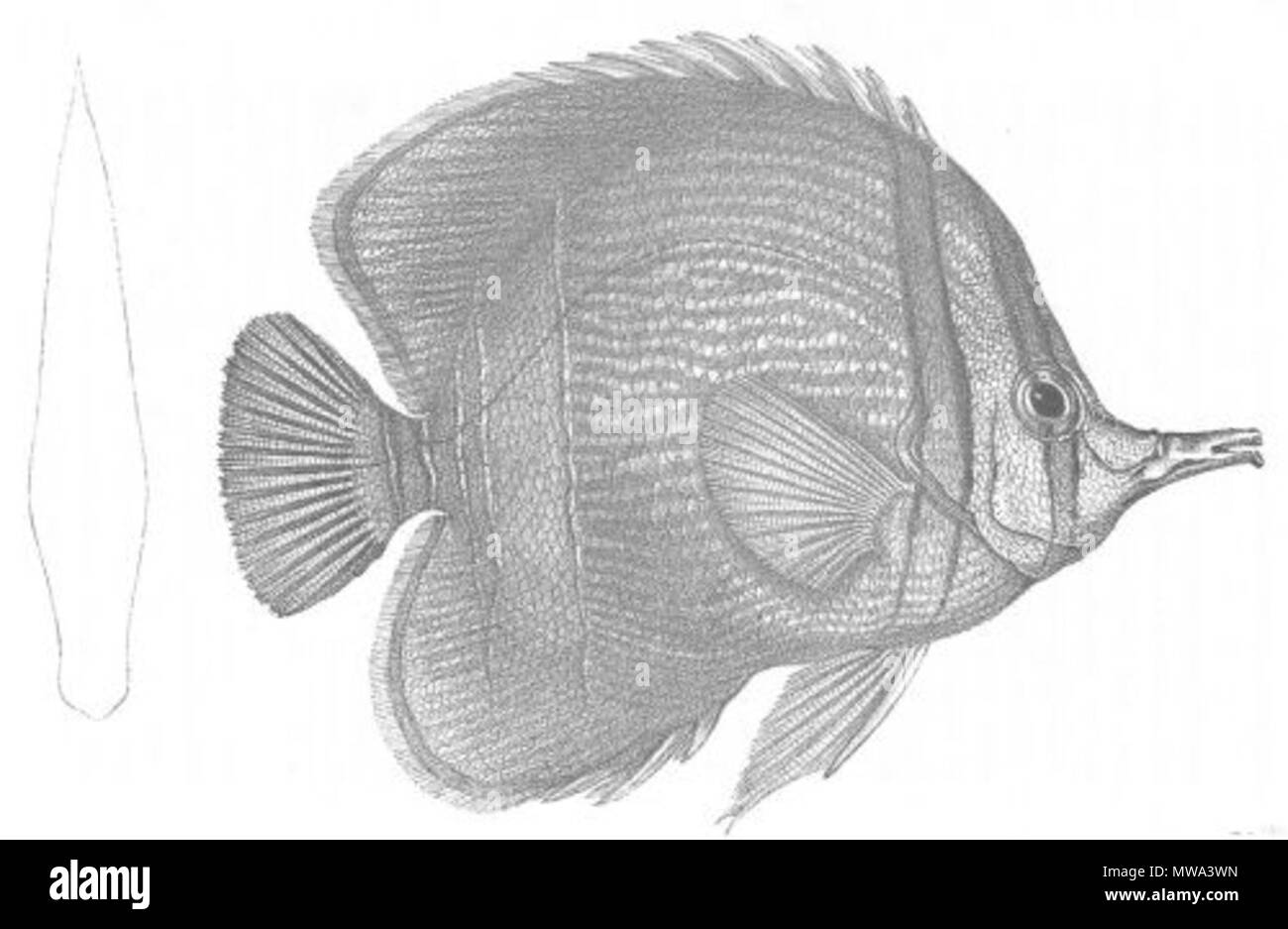 . Il s'agit d'une image intitulée "Chelmon marginalis' du volume 1 de John Lort Stokes' livre 1846 Découvertes en Australie. 1846. 'Drawn sur pierre par W. Mitchell. Hullmandel & Walton lithographes.' 125 Chelmon marginalis (découvertes en Australie) Banque D'Images