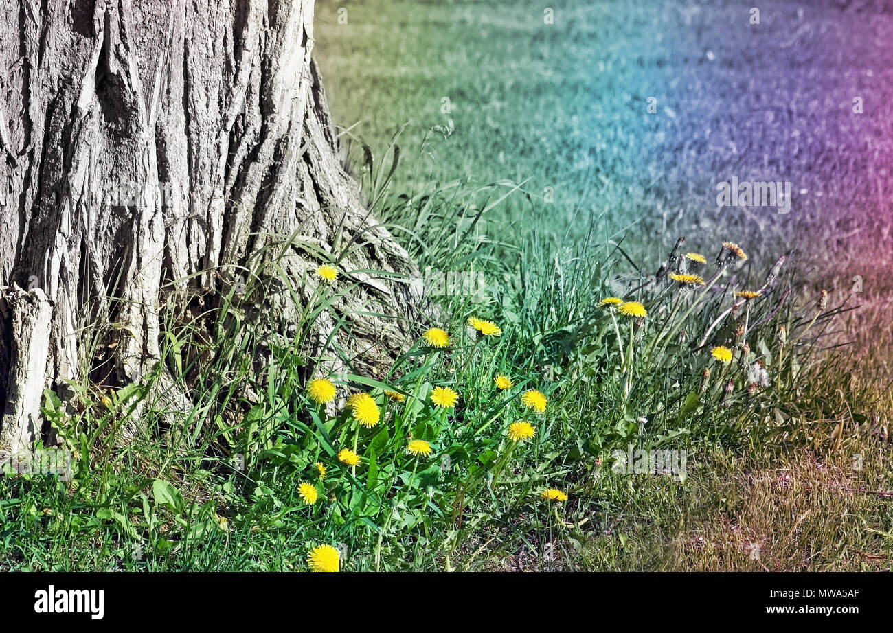 Base d'un vieil arbre entouré de pissenlits au début du printemps. Couleurs arc-en-ciel abstrait Banque D'Images