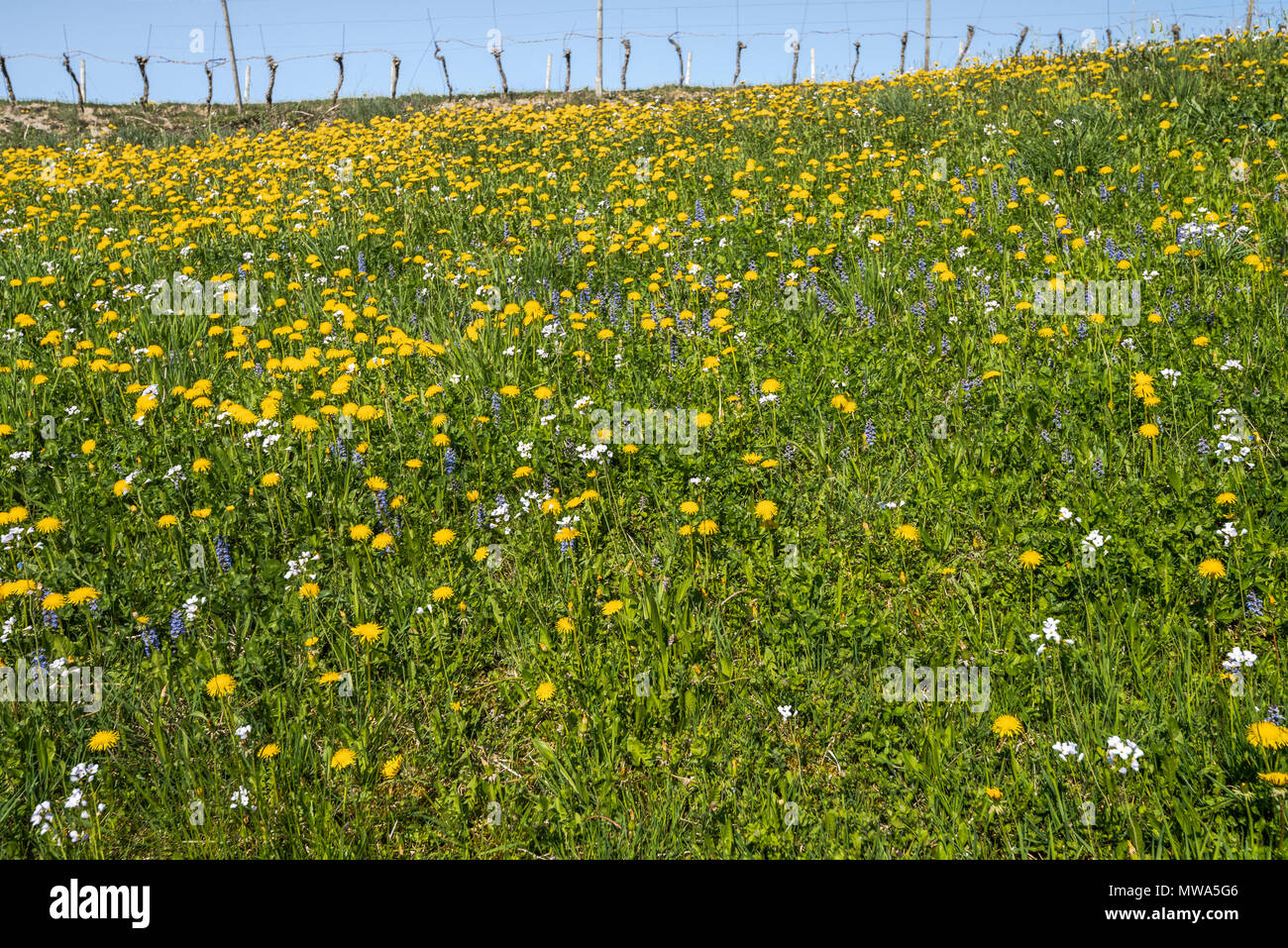 Pré des fleurs et des vignobles au pied de la Forêt Noire au printemps, ville Oberkirch, Allemagne, Ringelbach qui fait partie de la région de l'Ortenau, district Banque D'Images