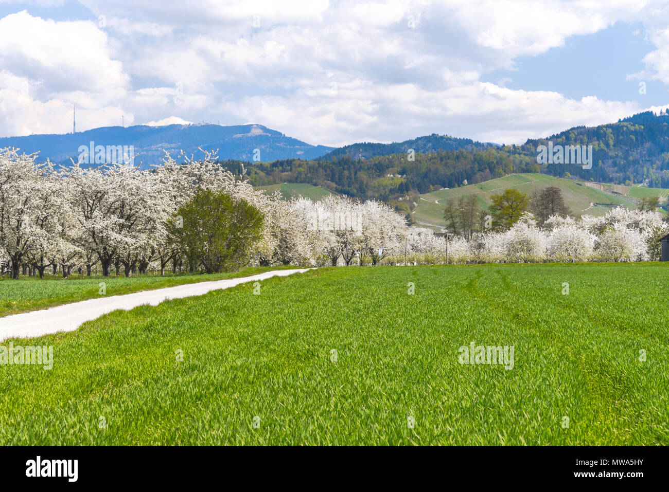 Vue de Foothills et les crêtes de la Forêt-Noire, près de Oberkirch, Allemagne, orchard fleurissent dans la région de l'Ortenau, territory Baden Banque D'Images