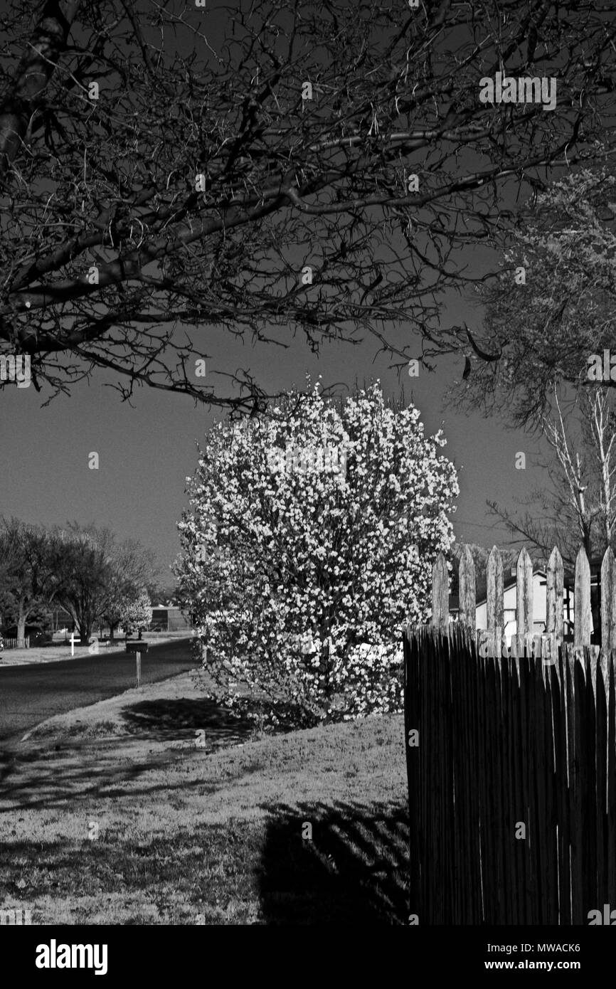 Poirier en fleurs et vieille clôture en bois, le printemps en Canyon, Texas Banque D'Images