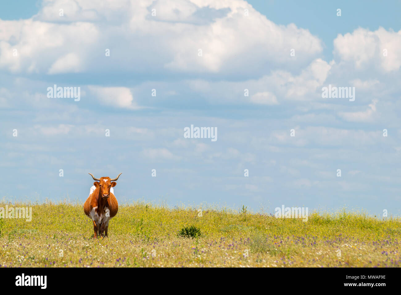 Belle gracieuse avec des cornes de vache en marche d'été à l'extérieur de fleurs sauvages Banque D'Images