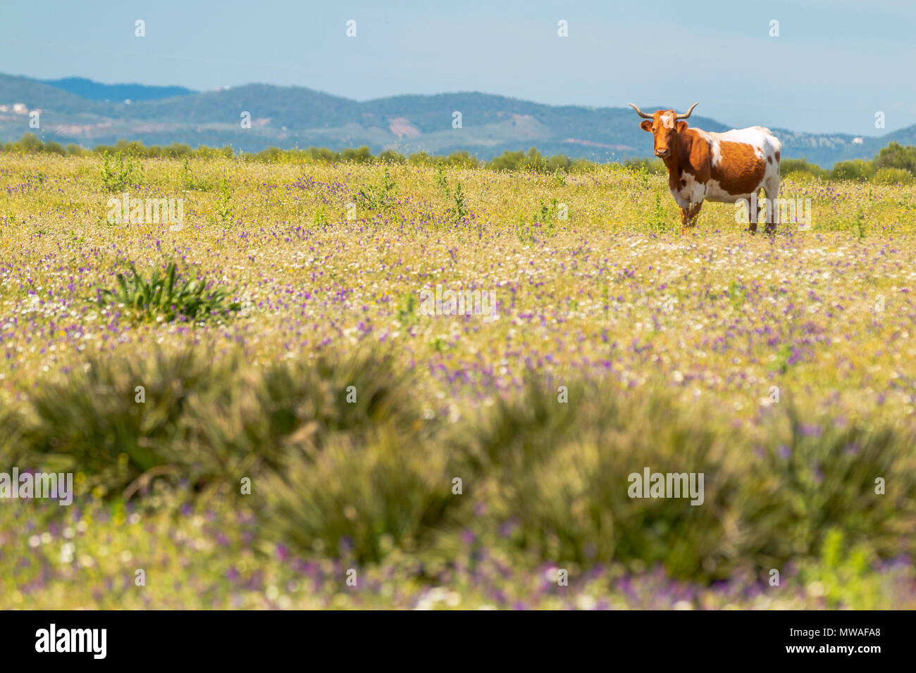 Belle gracieuse avec des cornes de vache en marche d'été à l'extérieur de fleurs sauvages Banque D'Images