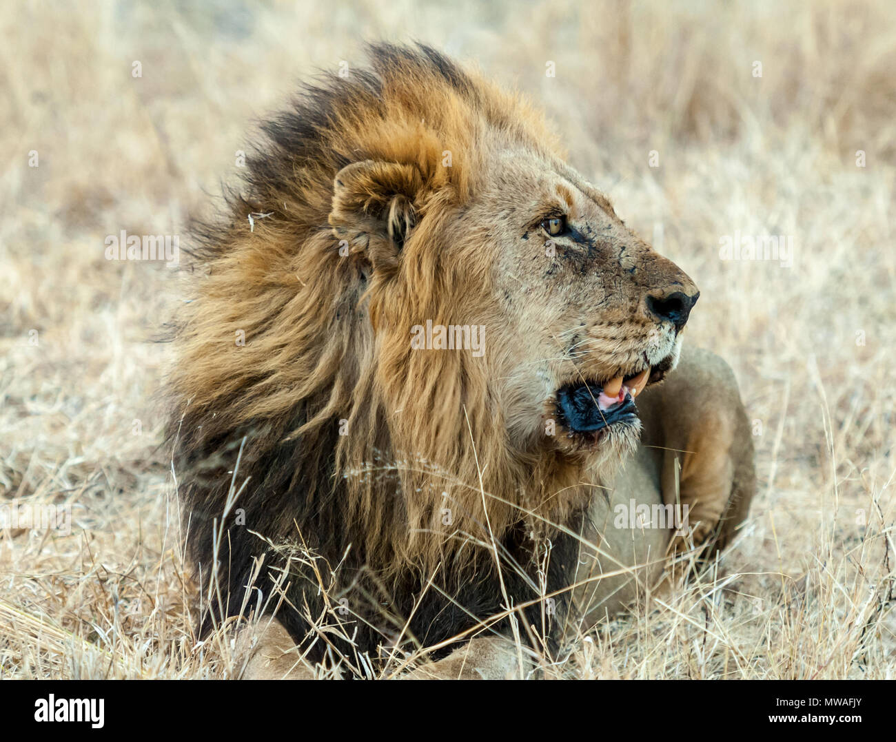 Vieux homme lion reposant dans l'herbe de la savane à Sabi Sands game reserve Banque D'Images