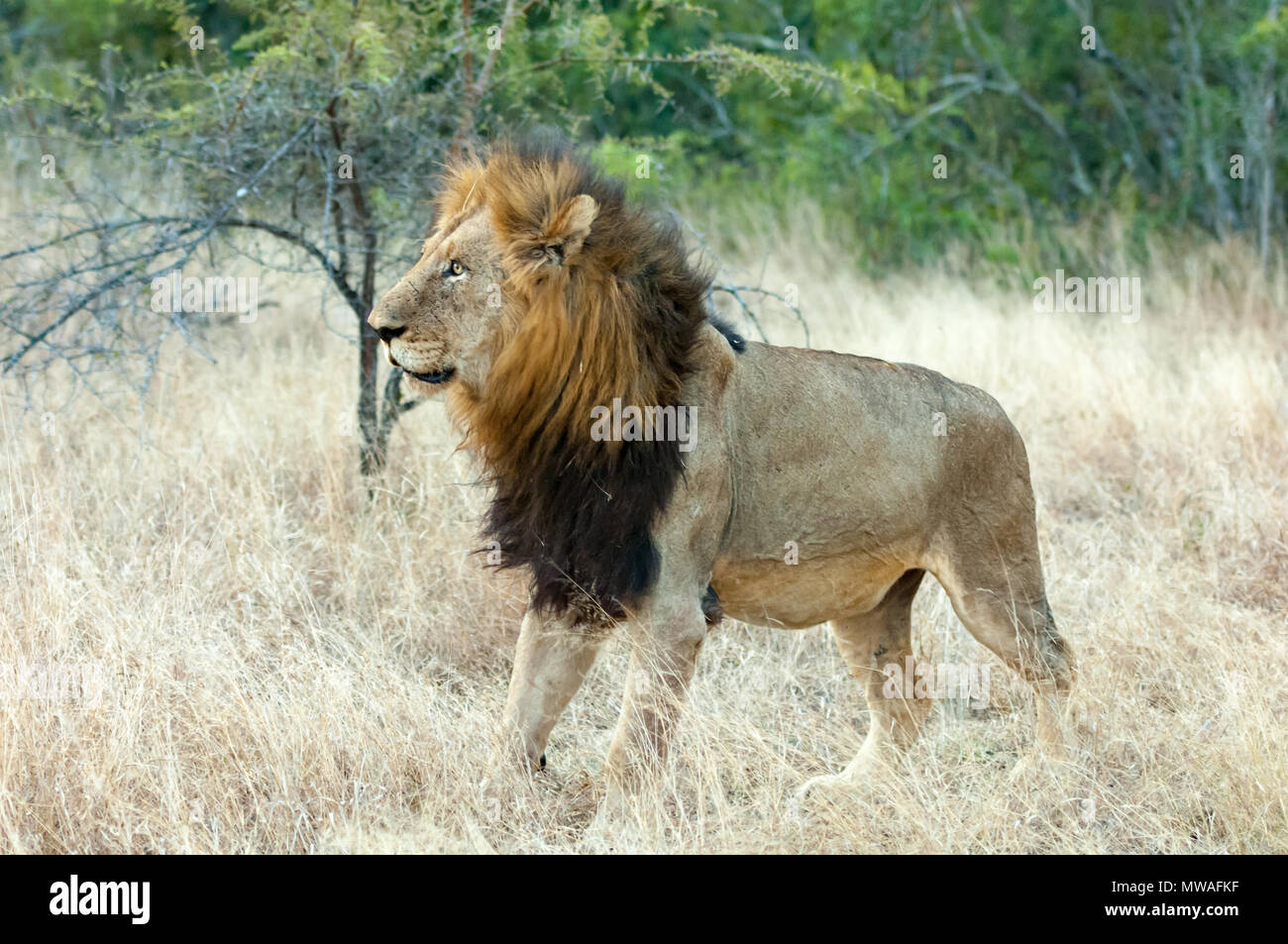 Un vieux lion dans la savane herbe à Sabi Sands game reserve Banque D'Images