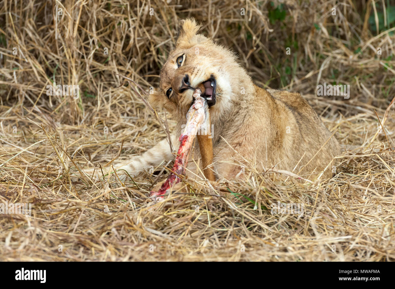 Lion cub rongeant sur la jambe d'un récent, tuer un jeune Nyala Banque D'Images