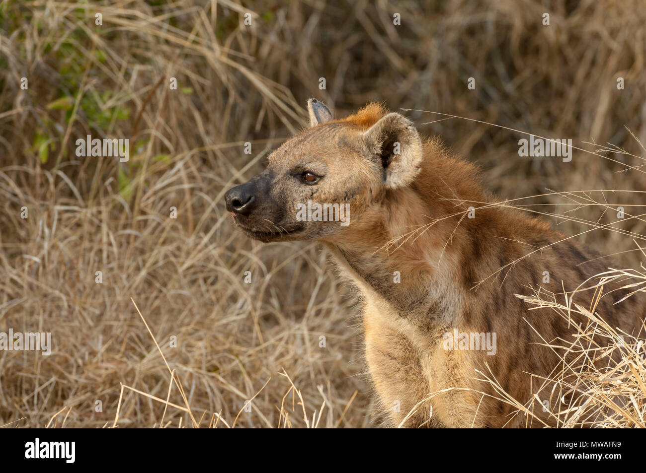 Une Hyena tachetée (Crocuta crocuta) Hniffs l'air à la réserve de jeu de Sabi Sands Banque D'Images