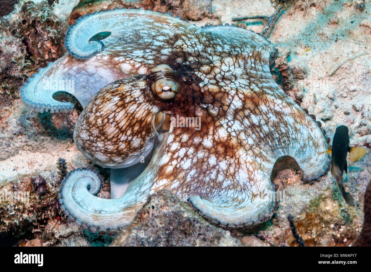 Caribbean reef octopus Octopus briareus,est un animal marin des récifs coralliens. Banque D'Images