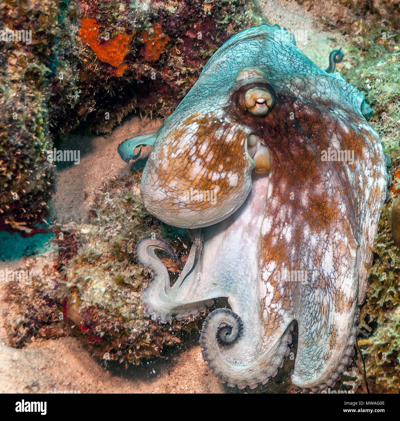 Caribbean reef octopus Octopus briareus,est un animal marin des récifs coralliens. Banque D'Images