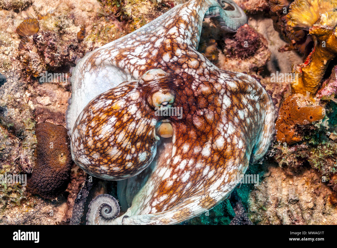 Caribbean reef octopus Octopus briareus,est un animal marin des récifs coralliens. Banque D'Images