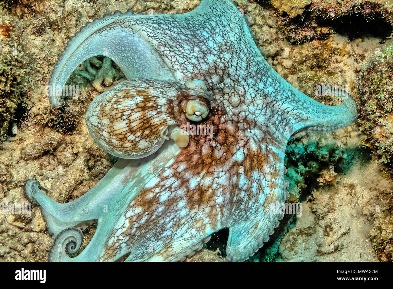 Caribbean reef octopus Octopus briareus,est un animal marin des récifs coralliens. Banque D'Images