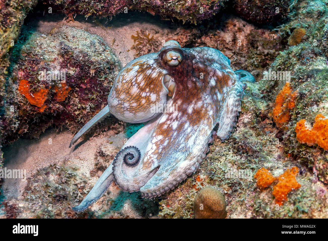 Caribbean reef octopus Octopus briareus,est un animal marin des récifs coralliens. Banque D'Images