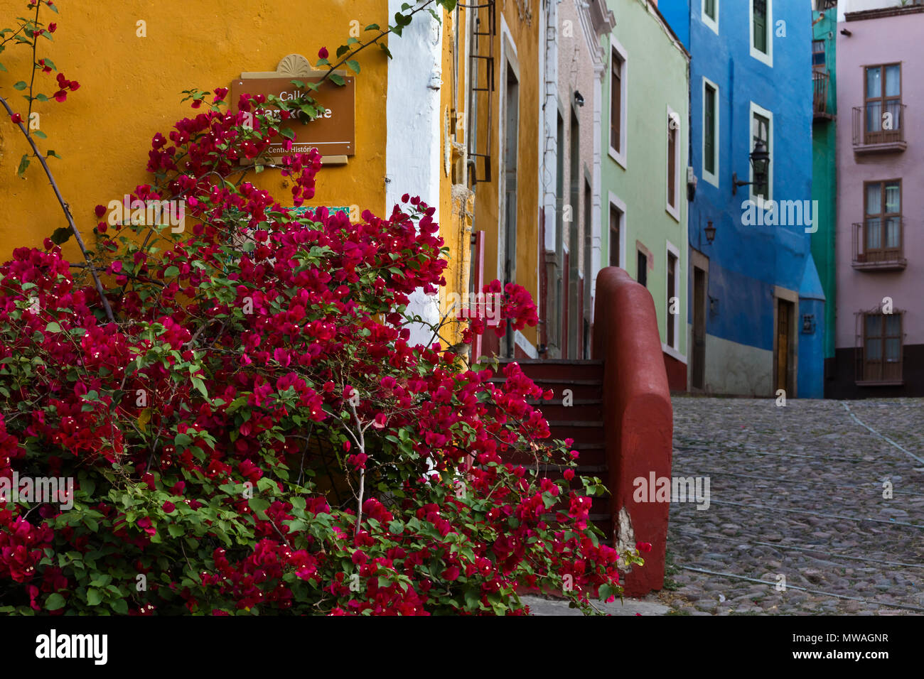 Bougainvillea donne de la couleur au quartier - Guanajuato, Mexique Banque D'Images